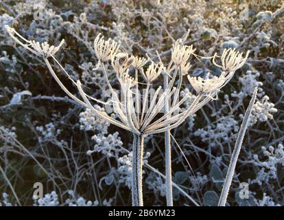 Givre sur la végétation Banque D'Images