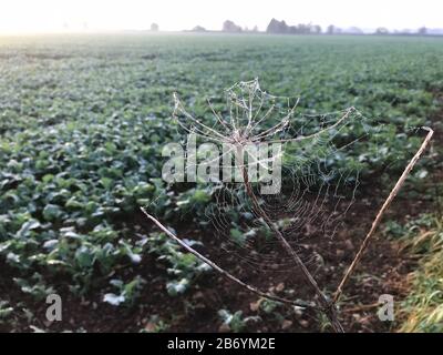 Cobweb recouvert de givre, rétroéclairé, récolte verte derrière Banque D'Images