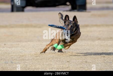 Belge Malinois avec ruban vert sur ses chevilles sur le point de prendre un disque Banque D'Images