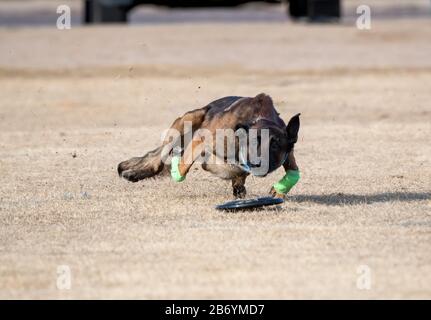 Belge Malinois avec ruban vert sur ses chevilles qui glissent sur l'herbe jouant avec un disque Banque D'Images