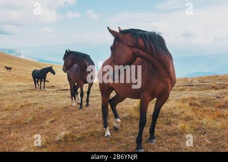 Les chevaux de couleur sombre se délaissent dans les montagnes dans les montagnes. Un beau troupeau de chevaux dans la nature. Les chevaux se tiennent à proximité et seront abattus dans le cadre Banque D'Images