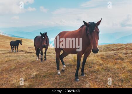 Les chevaux de couleur sombre se délaissent dans les montagnes dans les montagnes. Un beau troupeau de chevaux dans la nature. Les chevaux se tiennent à proximité et seront abattus dans le cadre Banque D'Images