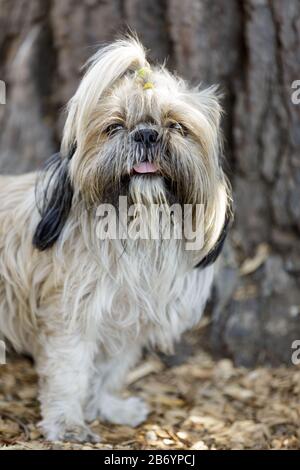 Shih Tzu Portrait Banque D'Images