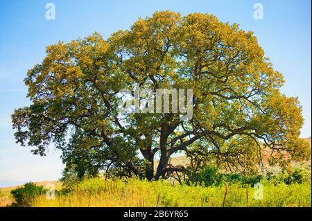 Garry Oak, également connu sous le nom d'Oregon White Oak Tree dans le centre de l'Oregon près de Dufur. Banque D'Images