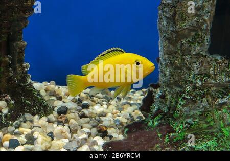 Labidochromis caeruleus jaune dans l'aquarium Banque D'Images