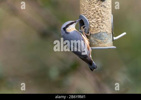 Nuthatch (Sitta europaea) bleu gris supérieur plumage buff sous-parties avec châtaignier sur flancs blanc joues large bande noire à travers les yeux courte queue raide Banque D'Images