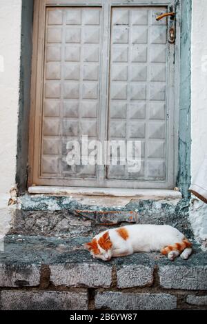 Un chat blanc avec des taches orange dort sur le seuil de pierre d'une vieille maison. Animaux De Compagnie Banque D'Images