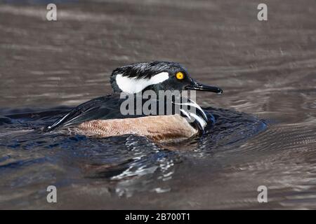 Le merganser à capuche Drake nageant sur l'étang Banque D'Images