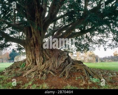 Un grand arbre à mâcher avec des racines exposées qui poussent sur le mur ruiné au coin sud-est du chancelle de l'abbaye de Waverley, Farnham, Angleterre. Banque D'Images