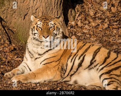 portrait tigre siberien posé sur le sol dans les feuilles au soleil dans le zoo Banque D'Images