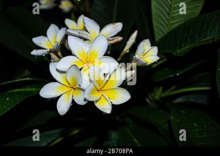 Un groupe de fleurs Frangipani, Plumeria obtuse, couvertes de gouttelettes d'eau, avec un fond sombre Banque D'Images