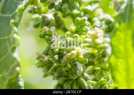 Fleurs Rumex confertus quai russe de l'oseille de cheval gros plan. Collecte des herbes médicinales en été dans les prés. Banque D'Images