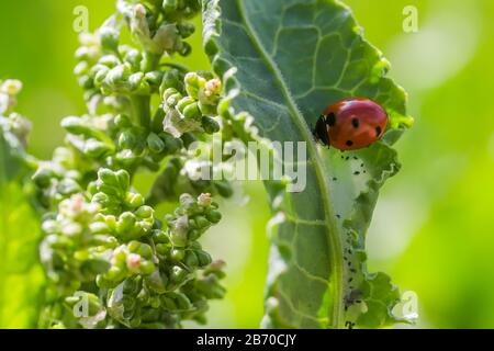 Coccinelles sur les fleurs Rumex confertus quai russe de l'oseille de cheval gros plan. Collecte des herbes médicinales en été dans les prés. Coccinellidae, ladybirds, Banque D'Images
