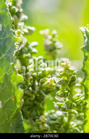 Fleurs Rumex confertus quai russe de l'oseille de cheval gros plan. Collecte des herbes médicinales en été dans les prés. Banque D'Images