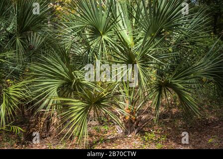 Arbres de palmier Sabal qui poussent dans les bois du centre-nord de la Floride. Banque D'Images