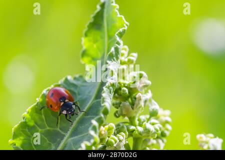 Coccinelles sur les fleurs Rumex confertus quai russe de l'oseille de cheval gros plan. Collecte des herbes médicinales en été dans les prés. Coccinellidae, ladybirds, Banque D'Images