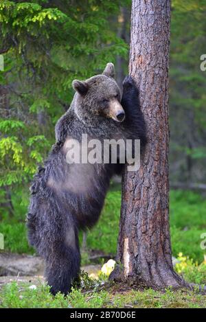 L'ours brun se tient sur ses pattes arrière par un arbre dans une forêt de pins. Nom scientifique: Ursus arctos. Habitat naturel Banque D'Images