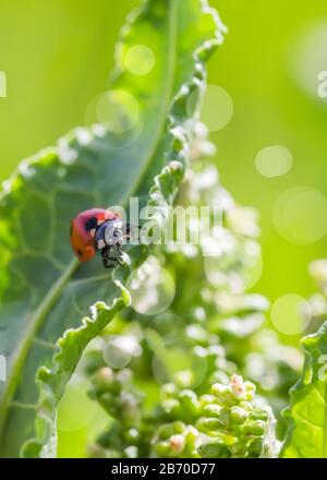 Coccinelles sur les fleurs Rumex confertus quai russe de l'oseille de cheval gros plan. Collecte des herbes médicinales en été dans les prés. Coccinellidae, ladybirds, Banque D'Images