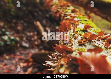 De nombreux petits champignons sur un vieux bois recouvert de mousse, comme les papillons. Banque D'Images
