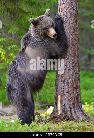 L'ours brun se tient sur ses pattes arrière par un arbre dans une forêt de pins. Nom scientifique: Ursus arctos. Habitat naturel Banque D'Images