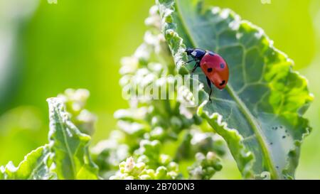 Coccinelles sur les fleurs Rumex confertus quai russe de l'oseille de cheval gros plan. Collecte des herbes médicinales en été dans les prés. Coccinellidae, ladybirds, Banque D'Images