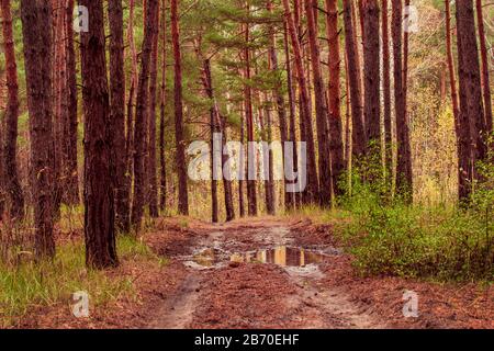 forêt de pins après une flaque de pluie sur un sentier beau et lumineux fond naturel Banque D'Images