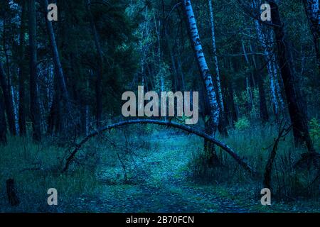 le pin déchu arqué dans une forêt mystérieuse de nuit sous elle passe le chemin éclairé très magnifiquement Banque D'Images