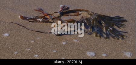 Algues fraîchement lavées sur une plage de sable. Banque D'Images