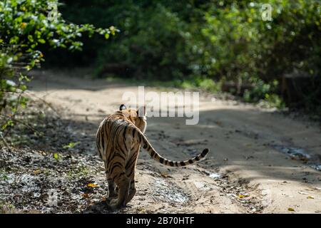 Tigre sauvage du dos marchant sur la jungle dans la zone de dhikala au parc national de jim corbett ou réserve de tigre, Uttarakhand, Inde - Panthera Tigre Banque D'Images