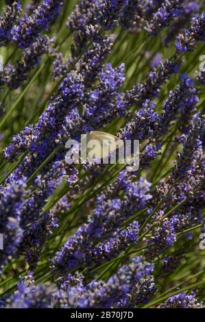 Papillons sur Lavender dans le sud de la France Banque D'Images