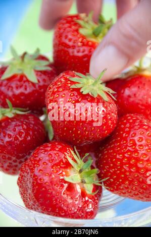 Bol de fraises dans la table à l'extérieur pour le thé à la crème avec les doigts ramasser un vers le haut Banque D'Images