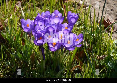 fleurs de crcus vernus fleuries, groupe de crocus pourpre vif coloré début printemps fleurs en fleur Banque D'Images