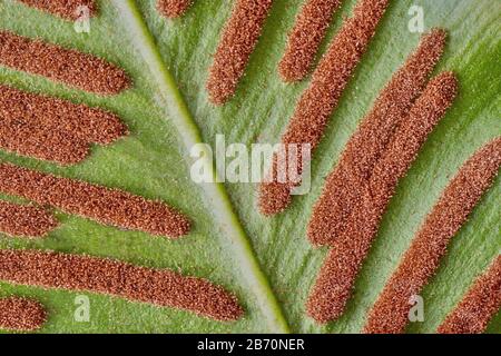 Sori allongé du fougon de longue de Hart Phyllitis ou Asplenium scolopendrium sur le dessous des feuilles - Somerset UK Banque D'Images