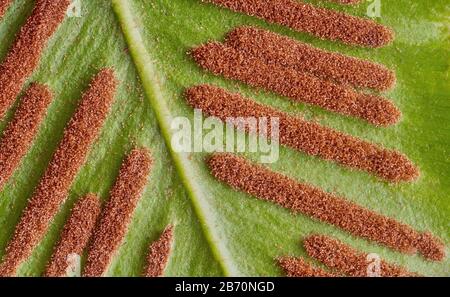 Sori allongé du fougon de longue de Hart Phyllitis ou Asplenium scolopendrium sur le dessous des feuilles - Somerset UK Banque D'Images
