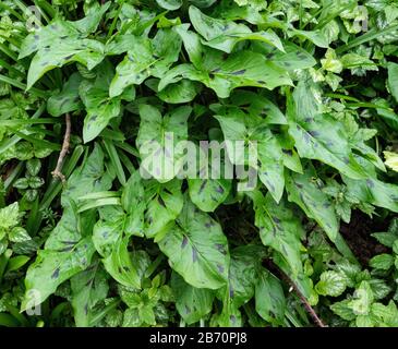 Feuilles à tête flèche tachetée de Cuckoo Pint ou Lords and Ladies Arum maculatum dans un bois Somerset au printemps Banque D'Images