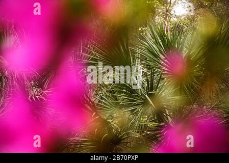 Arbre de palmier Sabal vu par de belles fleurs d'azalea d'hiver dans le centre-nord de la Floride. Banque D'Images