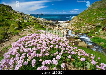 Sea Thrift à Cornwall, Royaume-Uni avec ruisseau et sae et plage Banque D'Images