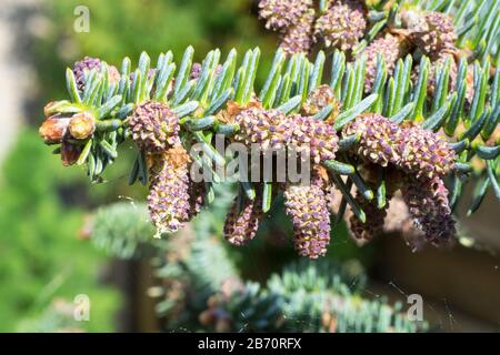 Abies pinsapo (sapin espagnol) avec cônes mâles de couleur pourpre mûrs et pollen jaune. Banque D'Images