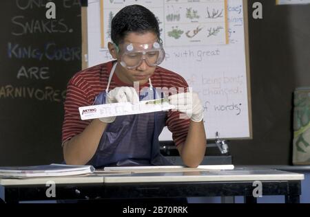 Les étudiants hispaniques de classe moyenne portent des lunettes de sécurité et des gants de protection lors de l'expérience. ©Bob Daemmrich Banque D'Images