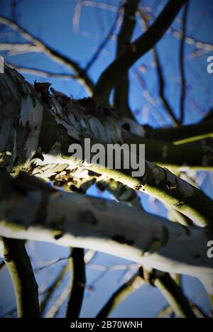 Un arbre d'un point de vue différent. Banque D'Images