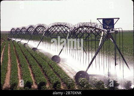 Terry County, Texas États-Unis : irrigation estivale à partir de l'aquifère Ogallala pour l'élevage du coton dans la panpoignée du Texas. ©Bob Daemmrich Banque D'Images