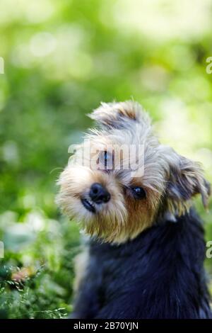 Magnifique yorkshire terrier sur une herbe en attente de jouer Banque D'Images