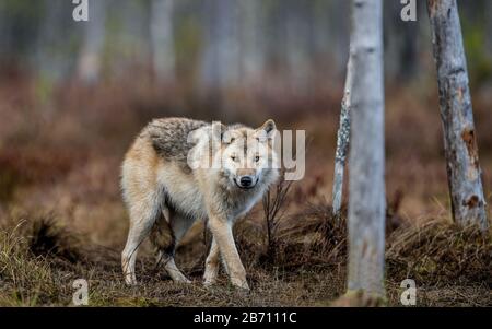 Un loup se faufile dans la forêt d'automne. Loup eurasien, également connu sous le nom de loup gris ou gris, également connu sous le nom de loup de bois. Nom scientifique: Canis lupus l Banque D'Images