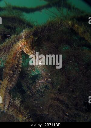 Gros plan sur un hippocampe de Whites de couleur jaune, un cheval de mer (Hippocampe Whitei) s'accrochant au réseau de requins de la piscine aquatique de Watsons Bay Banque D'Images