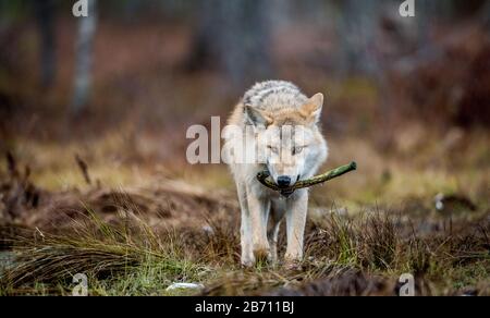 Le loup tient un os dans sa bouche et marche à travers la forêt. Loup eurasien, également connu sous le nom de loup gris ou gris également connu sous le nom de loup de bois. Scient Banque D'Images