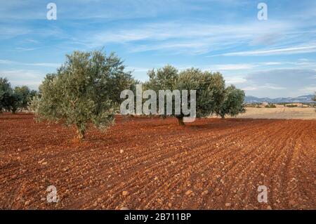 Oliviers en paysage sur les plaines de Valensole, au sud de la France Banque D'Images