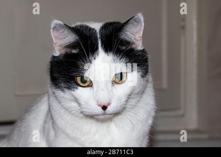 Chat blanc domestique avec des oreilles noires closeup Banque D'Images