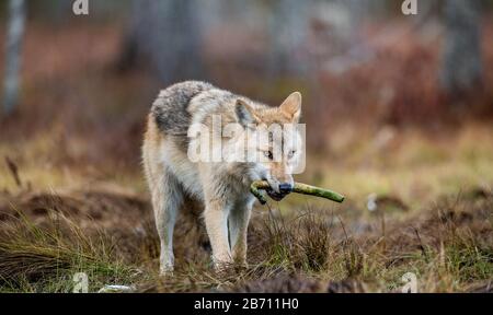 Le loup tient un os dans sa bouche et marche à travers la forêt. Loup eurasien, également connu sous le nom de loup gris ou gris également connu sous le nom de loup de bois. Scient Banque D'Images