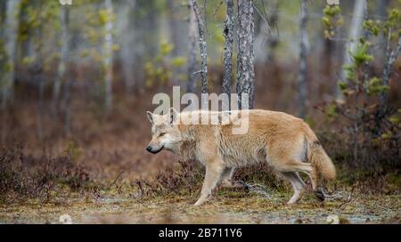 Un loup se faufile dans la forêt d'automne. Loup eurasien, également connu sous le nom de loup gris ou gris, également connu sous le nom de loup de bois. Nom scientifique: Canis lupus l Banque D'Images