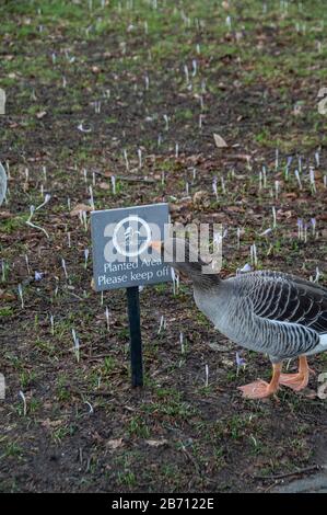 Drôle de lecture de l'oie garder hors de l'herbe signe. Très drôle. Banque D'Images